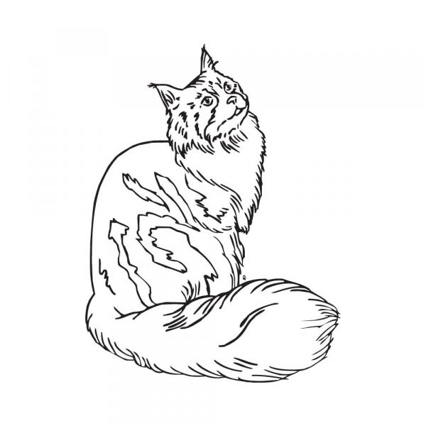 Maine Coon clipart