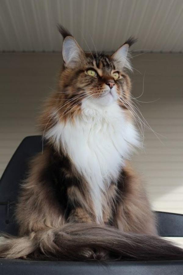 Maine Coon coloring