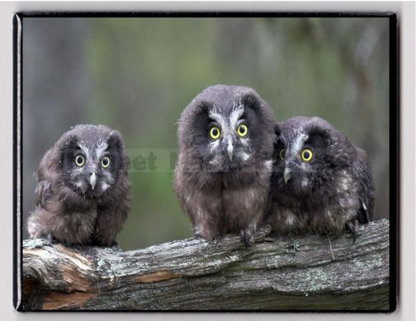 Malay Eagle Owl svg