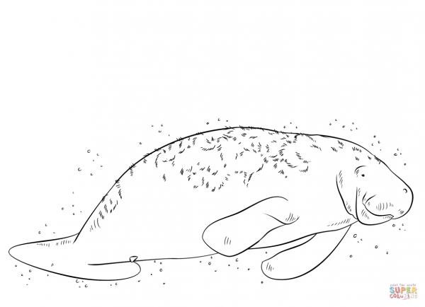 preview Manatee coloring