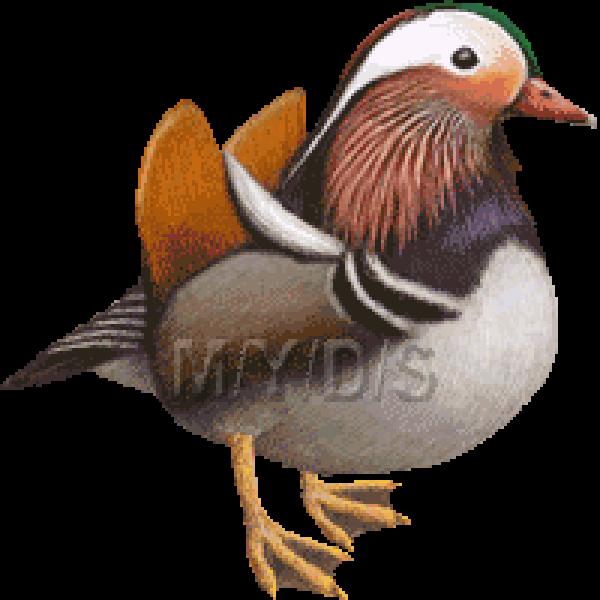 Mandarin Duck clipart