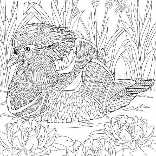 preview Mandarin Duck coloring