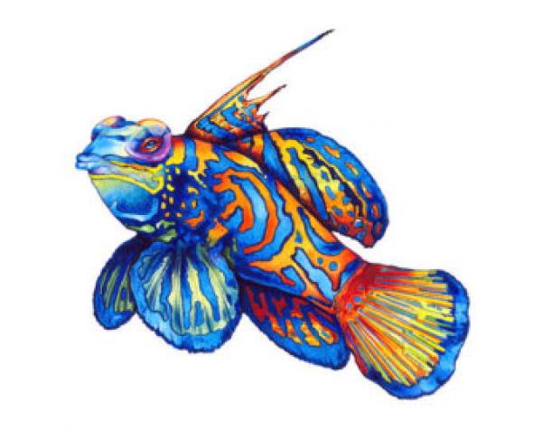 Mandarinfish clipart