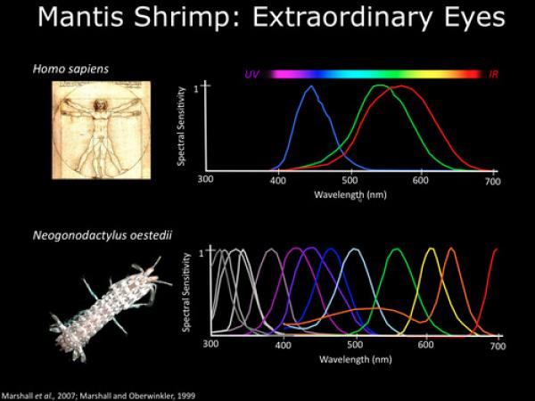 Mantis Shrimp coloring