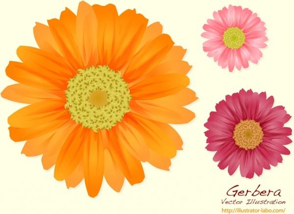 preview Marguerite Daisy svg