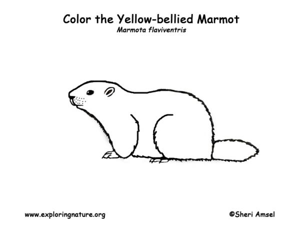 preview Marmot coloring