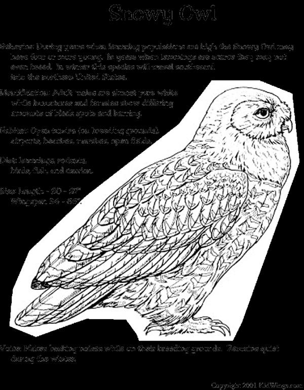 Marsh Owl coloring