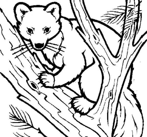 preview Marten coloring