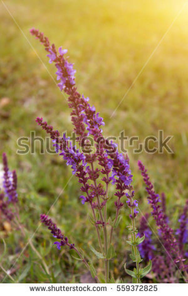 preview Meadow Sage clipart