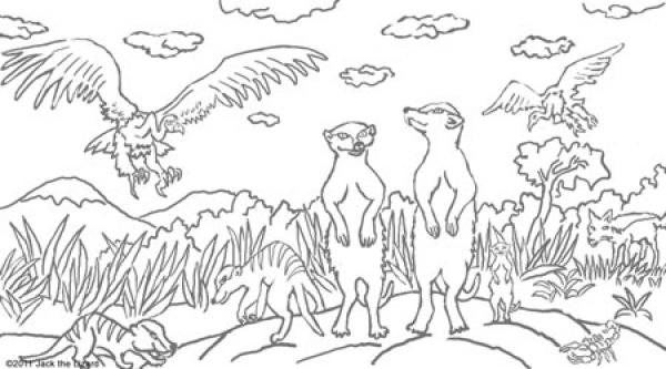 Meerkat coloring
