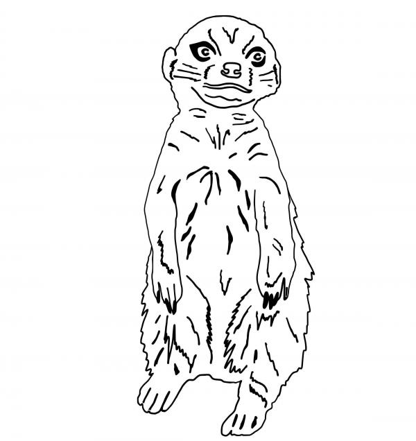 preview Meerkat svg