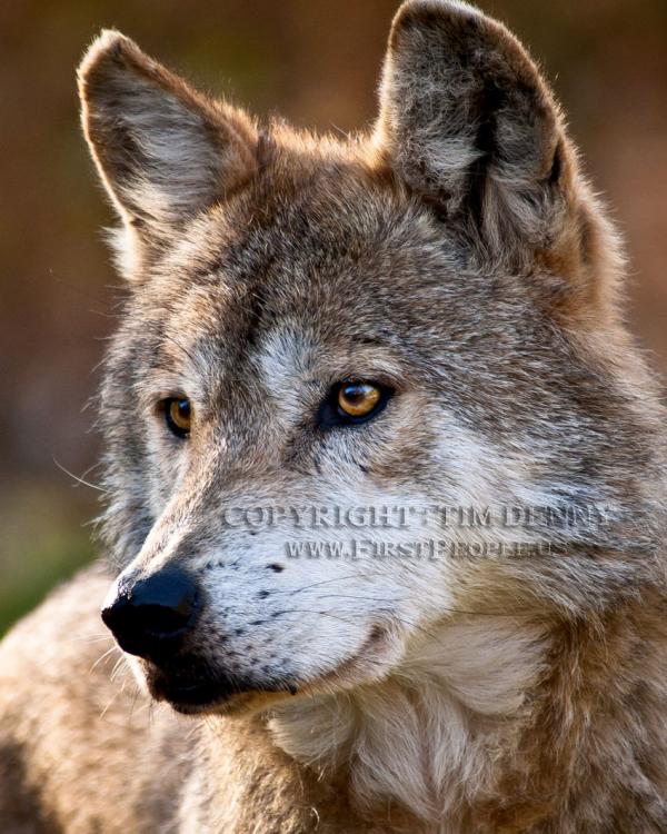 Mexican Gray Wolf clipart