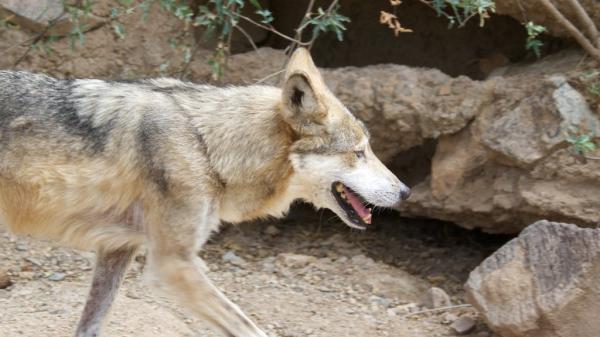 preview Mexican Gray Wolf svg