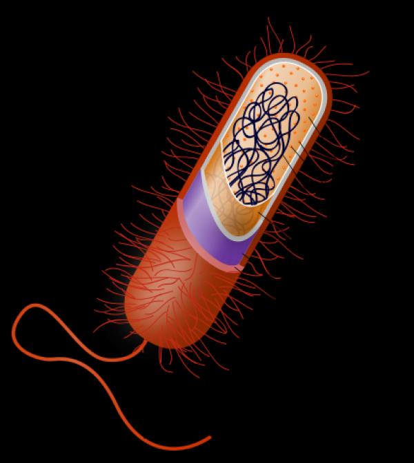 Microbe svg