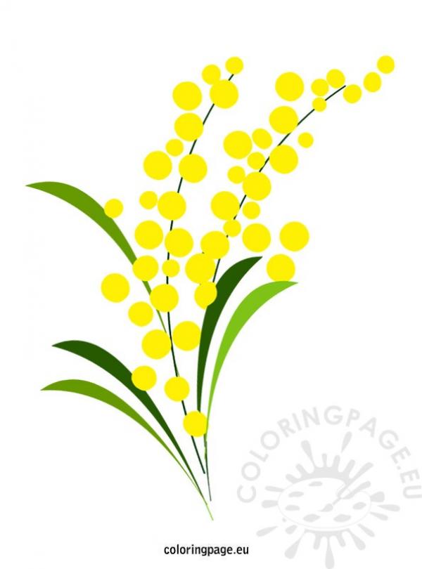 Mimosa clipart