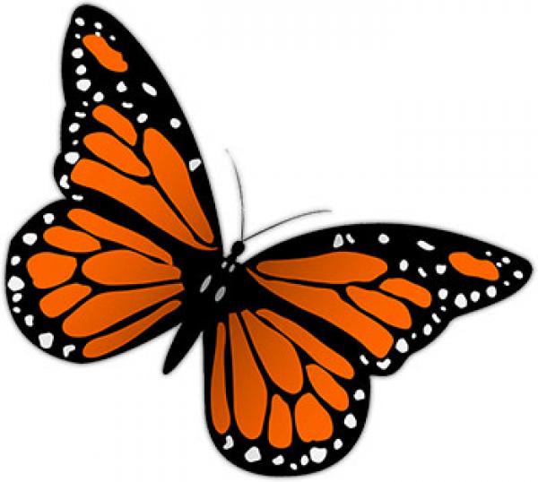 Monarch Butterfly clipart