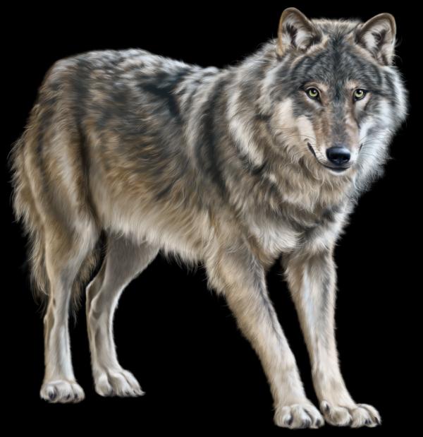 Mongolian Wolf clipart