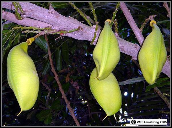 preview Moreton Bay Chestnut coloring