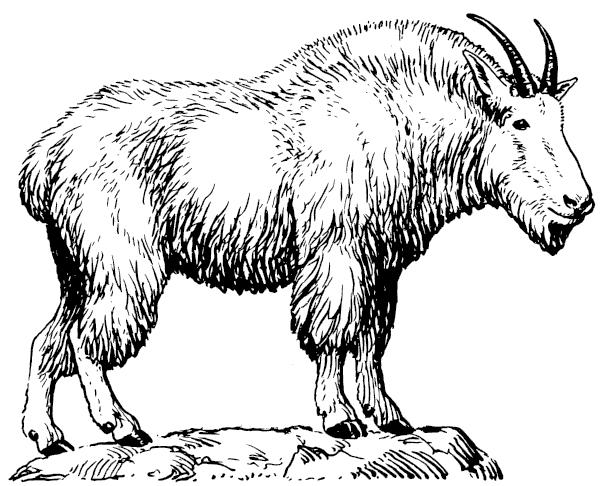 Mountain Goat clipart