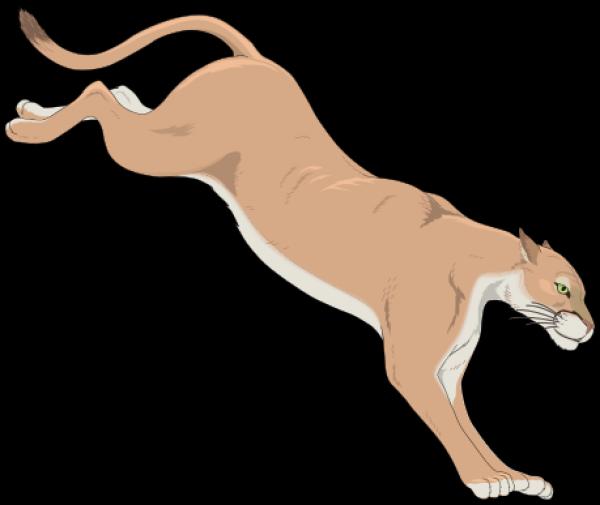 Mountain Lion clipart