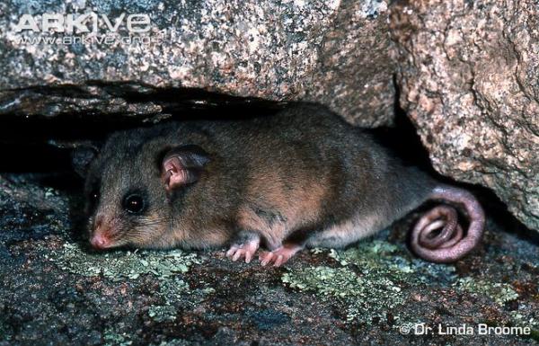 preview Mountain Pygmy Possum coloring