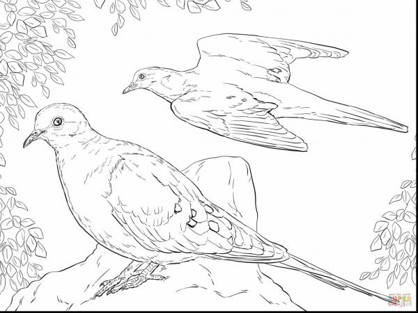 preview Mourning Dove coloring