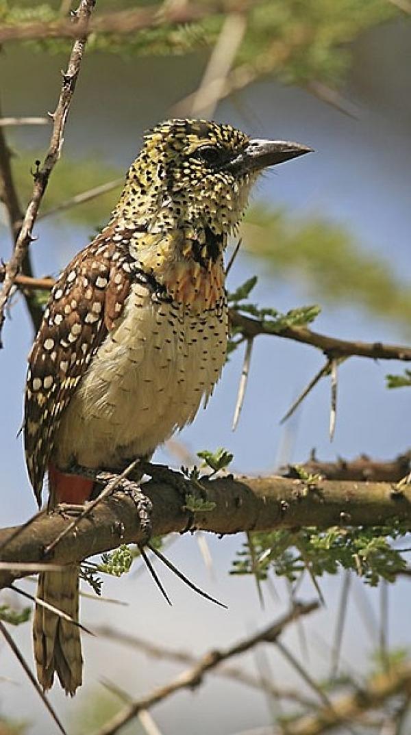 preview Muller's Barbet coloring