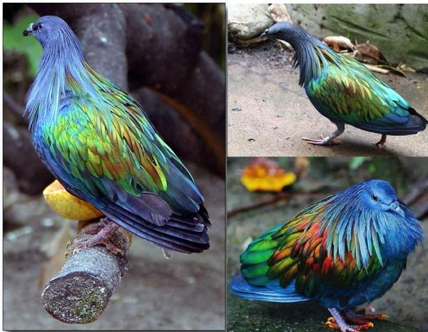 preview Nicobar Pigeon coloring