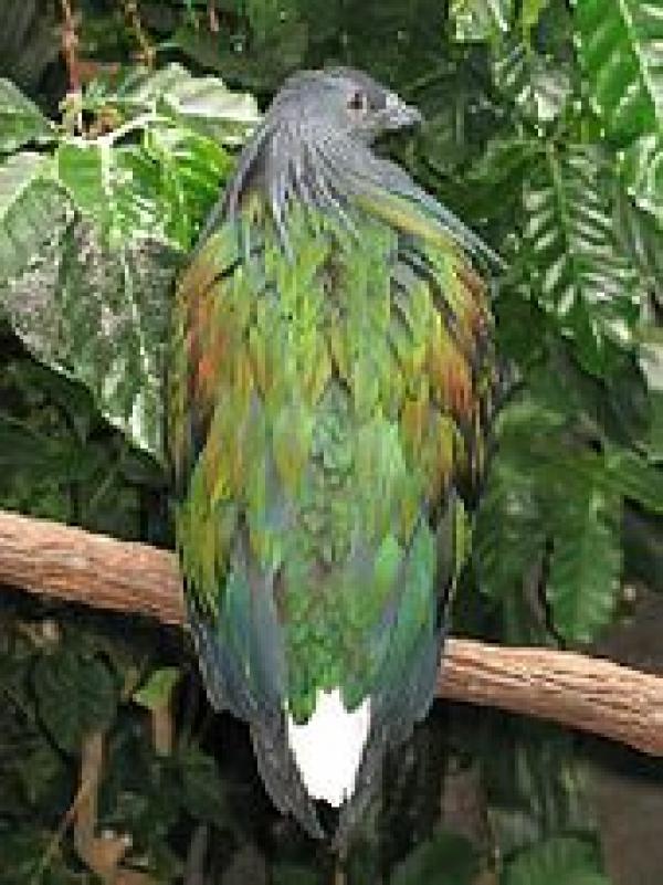 preview Nicobar Pigeon svg