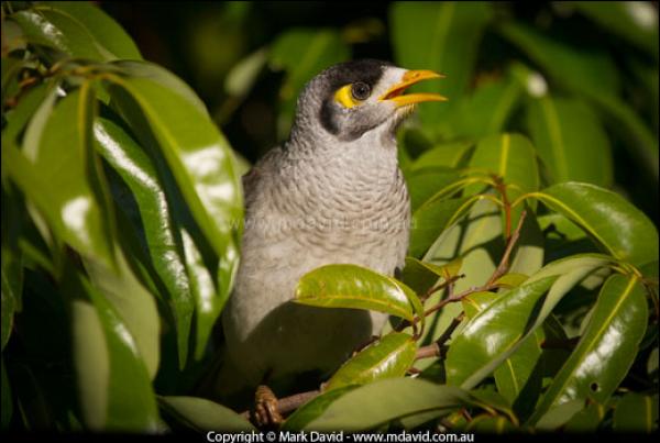 preview Noisy Miner coloring