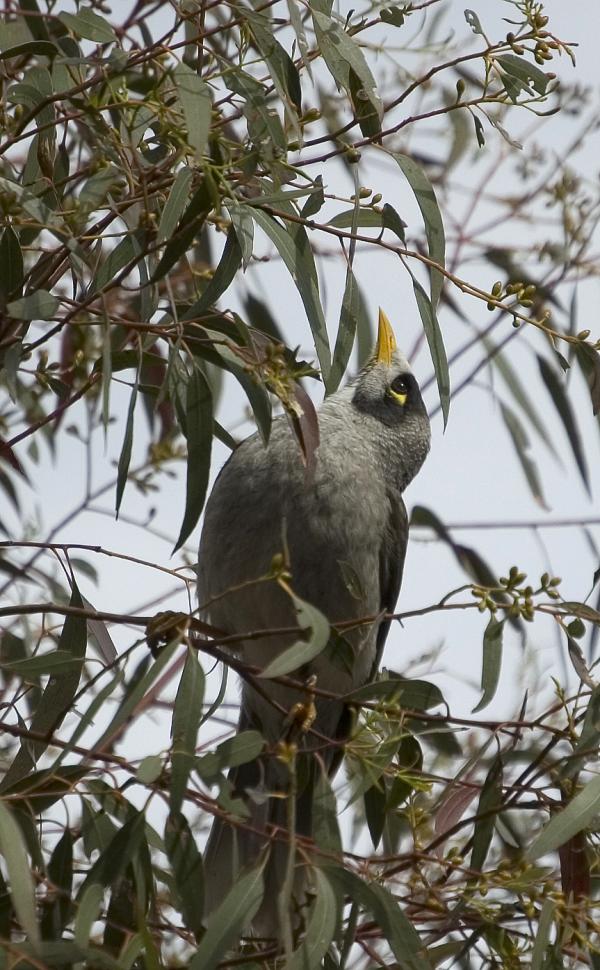 Noisy Miner svg