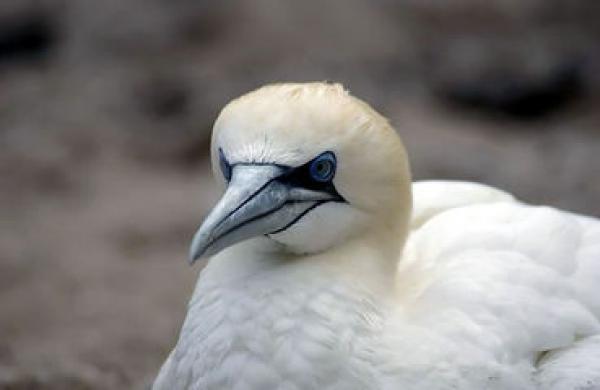 Northern Gannet svg