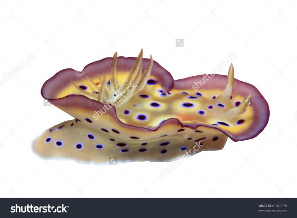 Nudibranch clipart