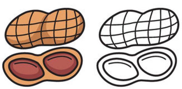 Nut clipart