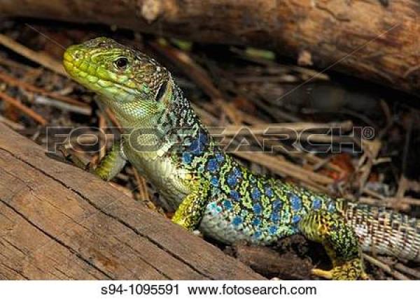 Ocellated Lizard clipart