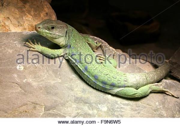 preview Ocellated Lizard coloring