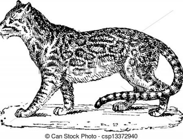 Ocelot clipart