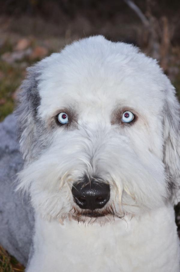 preview Old English Sheepdog coloring