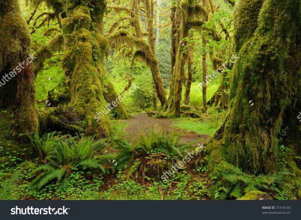 Olympic National Park clipart