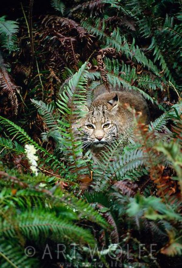 preview Olympic National Park svg