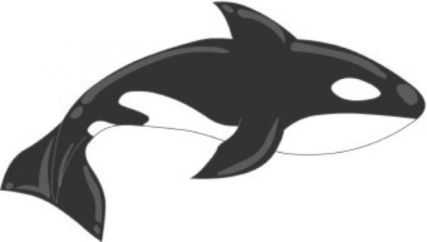 Orca clipart