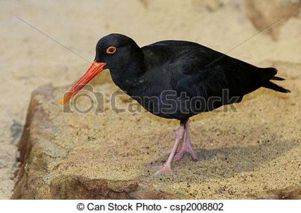 Oystercatcher clipart