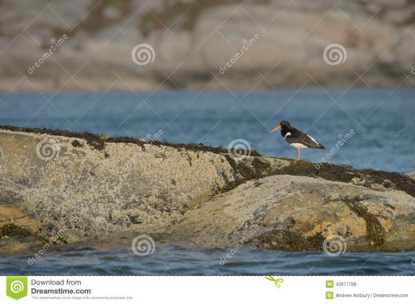 preview Oyster Catchers coloring