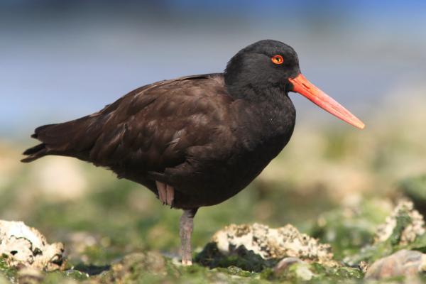 preview Oyster Catchers svg