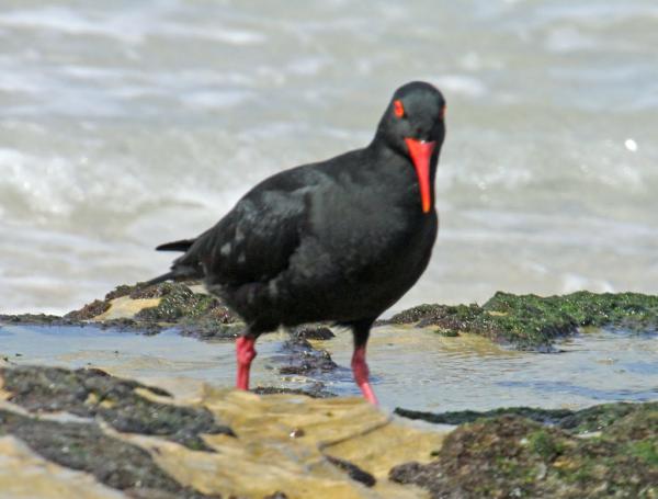 preview Oystercatcher coloring