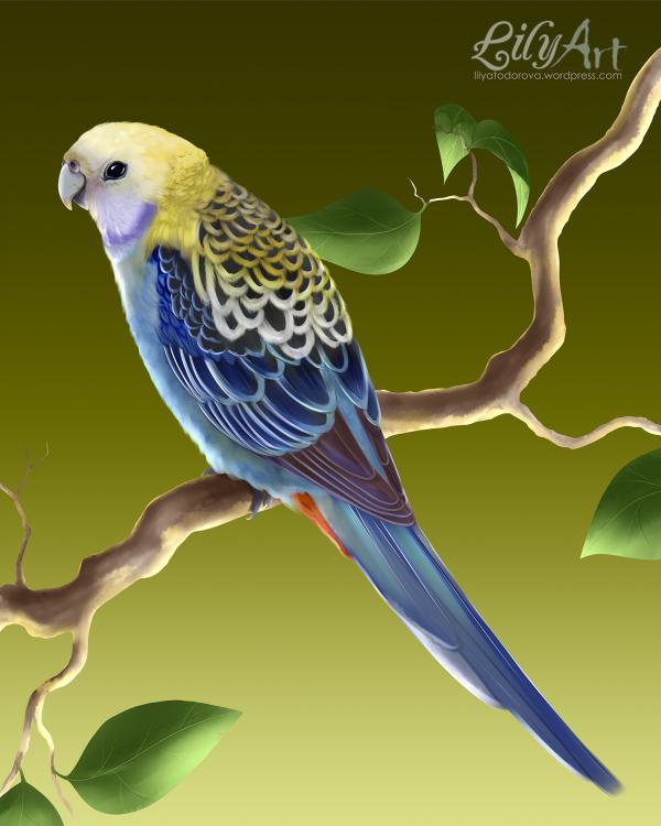 preview Pale-headed Rosella coloring