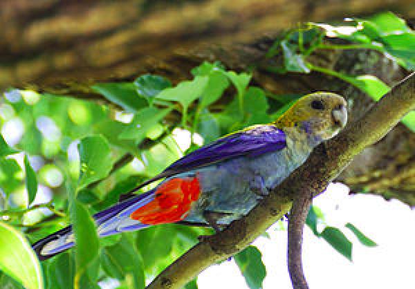 preview Pale-headed Rosella svg