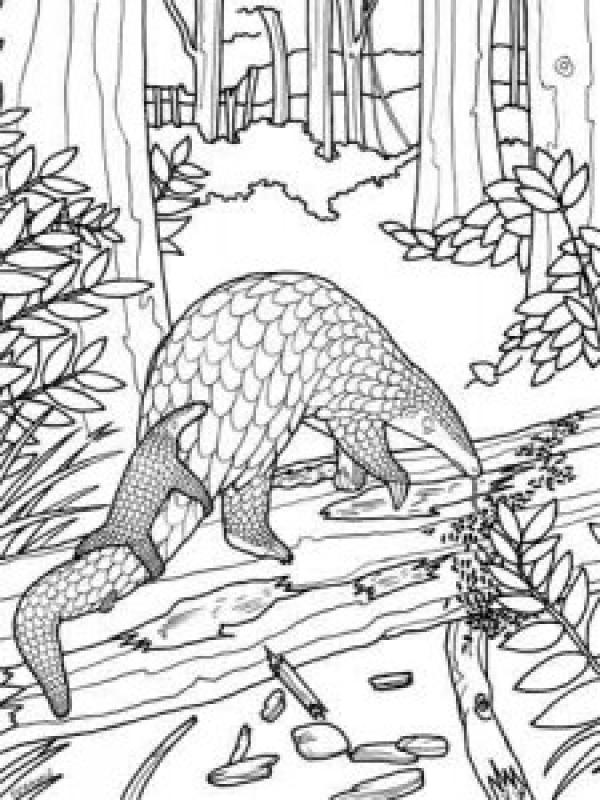 preview Pangolin coloring