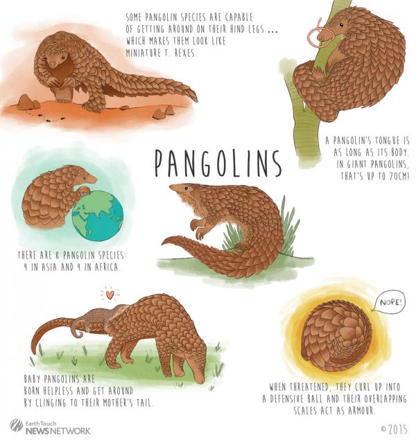 preview Pangolin svg