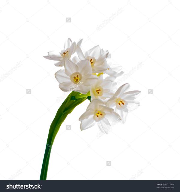 preview Paperwhite Narcissus clipart